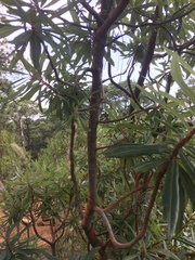 Comarostaphylis