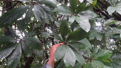 Actinodaphne bourdillonii