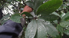 Actinodaphne bourdillonii