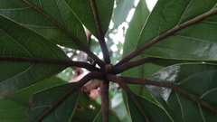 Actinodaphne bourdillonii