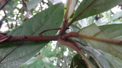 Actinodaphne bourdillonii