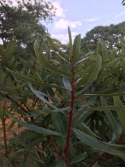 Comarostaphylis