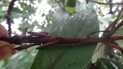 Actinodaphne bourdillonii