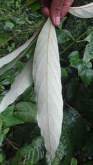 Actinodaphne malabarica