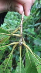 Actinodaphne malabarica