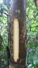 Actinodaphne malabarica