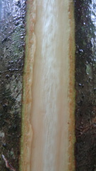 Actinodaphne malabarica
