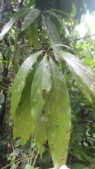 Actinodaphne malabarica