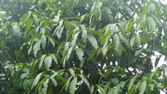 Actinodaphne malabarica