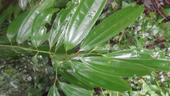 Cinnamomum malabatrum