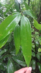 Cinnamomum malabatrum