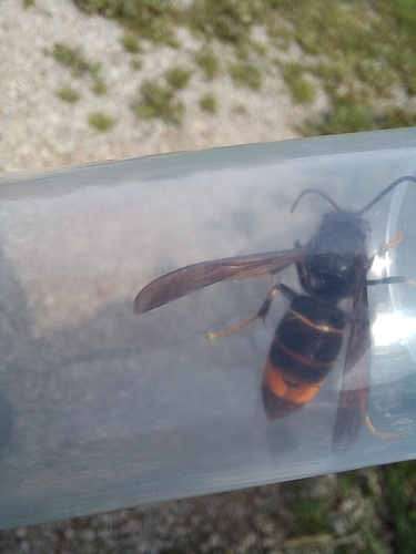 Vespa velutina