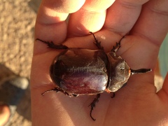 Oryctes nasicornis corniculatus