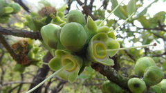 Careya arborea