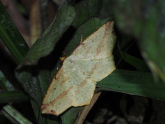 Pareclipsis serrulata