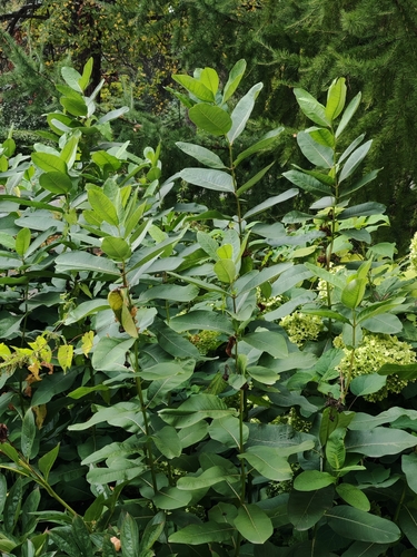 Наблюдение на iNaturalist
