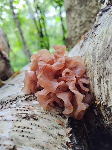 Phaeotremella foliacea
