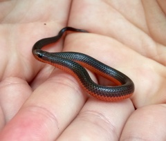 Carphophis amoenus helenae