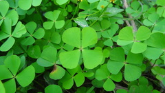 Marsilea minuta