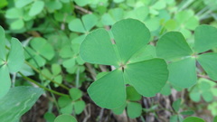 Marsilea minuta