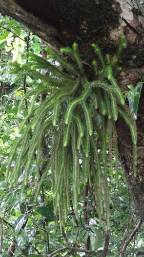 Phlegmariurus squarrosus