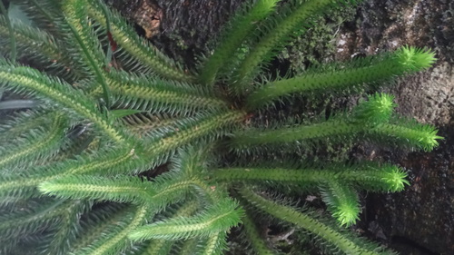 Phlegmariurus squarrosus