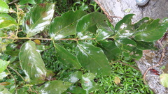 Lagerstroemia microcarpa