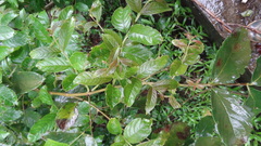 Lagerstroemia microcarpa