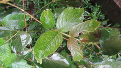 Lagerstroemia microcarpa