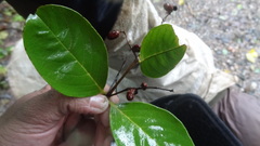 Lagerstroemia microcarpa