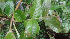 Lagerstroemia microcarpa