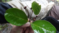 Lagerstroemia microcarpa