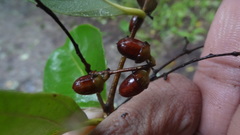 Lagerstroemia microcarpa