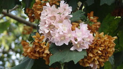 Dombeya spectabilis