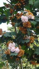Dombeya spectabilis