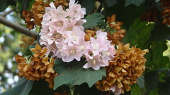 Dombeya spectabilis