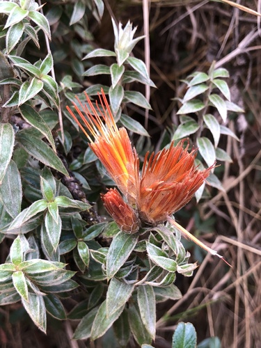 Chuquiraga spinosa