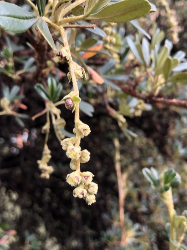 Polylepis incana