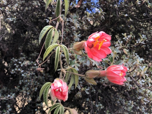 Passiflora trifoliata