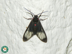 Saurita diffusa