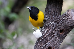Audubon's Oriole photo 2