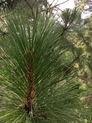 Pinus montezumae