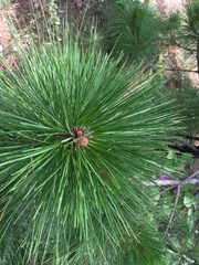 Pinus montezumae