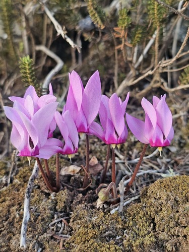 Cyclamen rohlfsianum