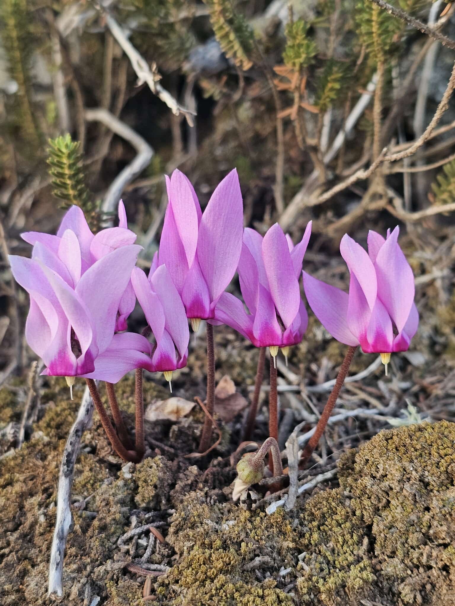Cyclamen rohlfsianum