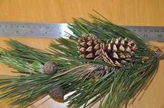 Pinus