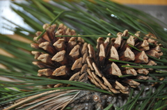 Pinus