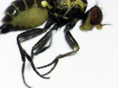 Liriomyza watti