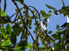 Palaquium galactoxylum