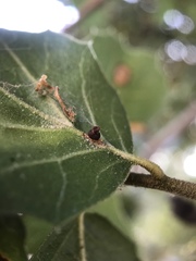 Callirhytis serricornis